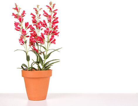 Red Flowers In A Clay Pot