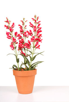 Red Flowers In A Clay Pot