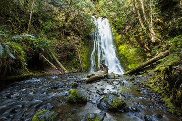Fototapeta premium Waterfall in rain forest, Olympic national Park