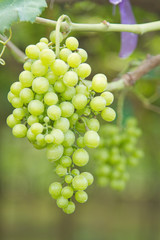 Bunch of green grapes
