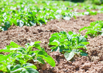 potatoes field closeup