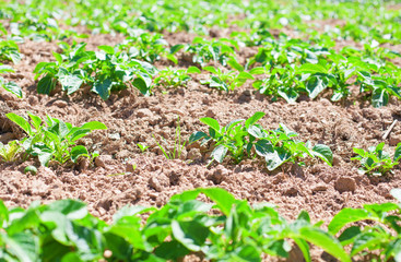 potatoes field closeup