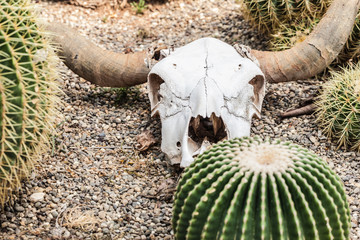 Bleached Skull