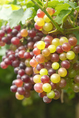 Grapes in vineyard