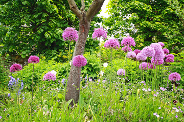 A group of beautiful allium flowers - 53398134