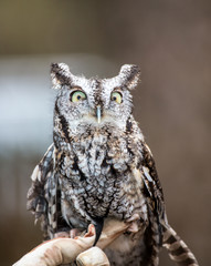 Eastern Screech Owl