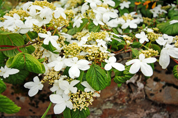 White hydrangea