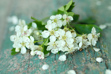Beautiful spring white flowers background