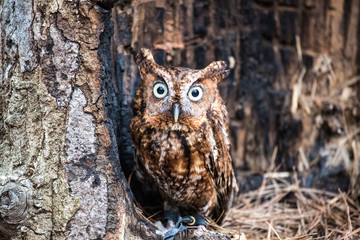 Eastern Screech Owl