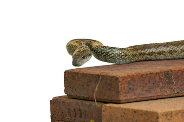 アオダイショウ