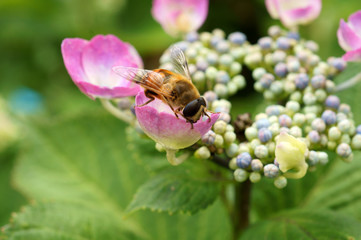 ハナアブとアジサイ