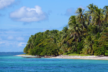 Exotic beach with dense vegetation