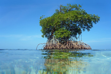 Islet of mangrove with blue sky