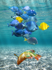 Fototapeta premium Underwater lights and colorful fish