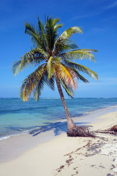 Coconut tree alone on the beach