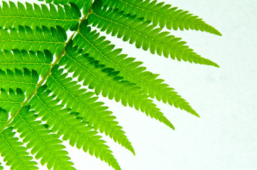 シダの葉