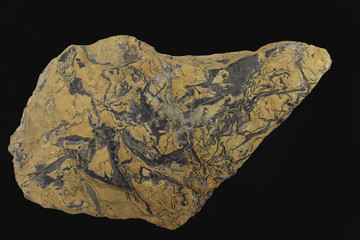 Proterozoic pseudo-fossil "elephant" molar tooth structure