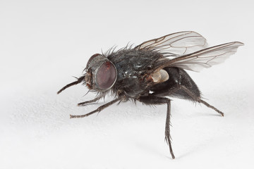 Fly on a white paper.