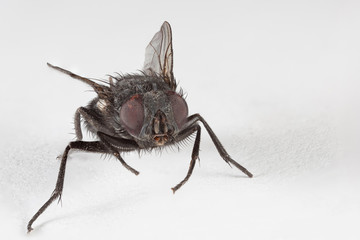 Fly on a white paper.