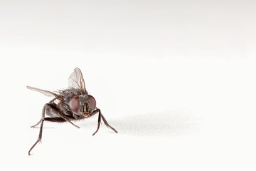 Fly on a white paper.
