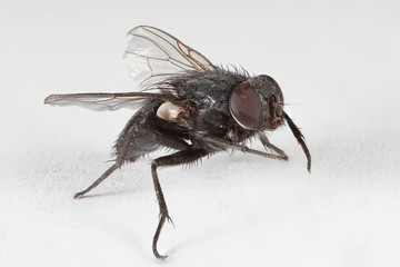 Fly on a white paper.