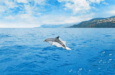 Naklejka premium Jumping dolphin