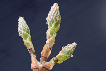 AGAVE_231_aloe_distans