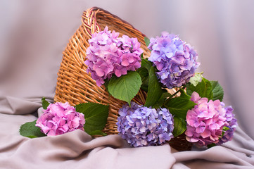 composition of hydrangeas