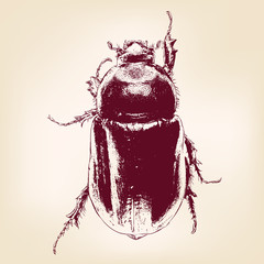 beetle scarab hand drawn vector llustration - obrazy, fototapety, plakaty