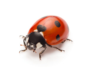 Ladybug - 53403716
