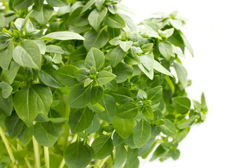 Basil.