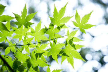 Fototapeta premium Autumn leaves