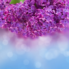 Obraz premium Lilac flowers