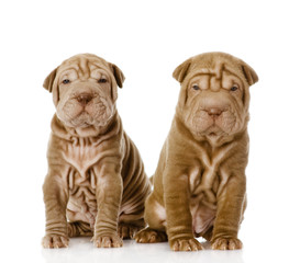 two shar pei puppies looking at camera. isolated on white 