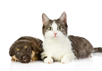 the cat lies near a dog. isolated on white background