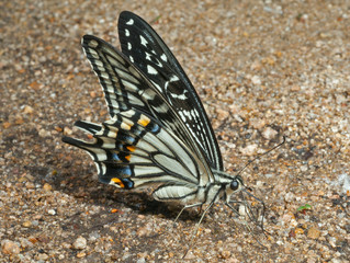 Butterfly swallowtail (Papilio xuthus) 2