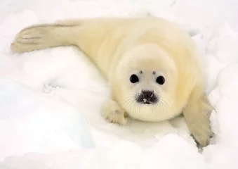 Deurstickers Baardrob Baby harp seal pup on ice of the White Sea