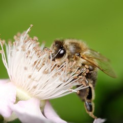 bee on Flower