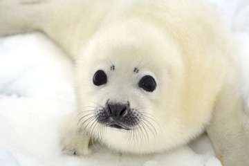 Fototapeta Baby harp seal pup on ice of the White Sea obraz