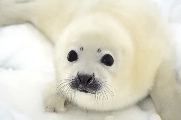 Fotobehang Baardrob Baby harp seal pup on ice of the White Sea