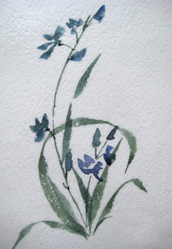 wild asian flower