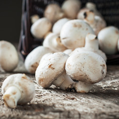 Fototapeta premium White Mushrooms Cepes on the wooden table