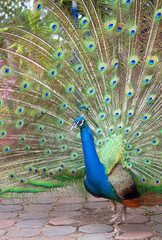 Obraz premium Peacock