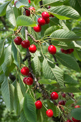 Obraz premium cherry tree