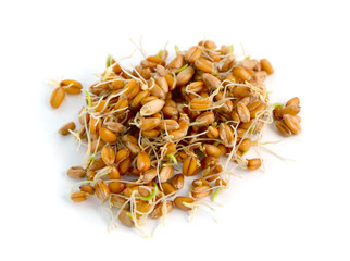 Germinated grains of wheat.