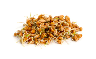 Germinated grains of wheat.