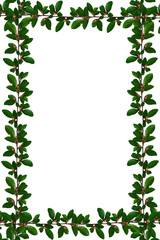 Green leaves branch frame