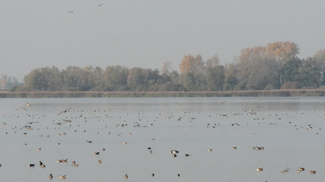 Wild geese resting on the lake at Havelland (Germany)