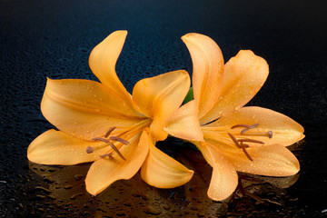 Mokre lilie © CUKMEN