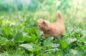 Cite little kitten walking on the plantain